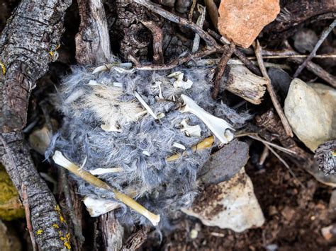 how to find owl pellets
