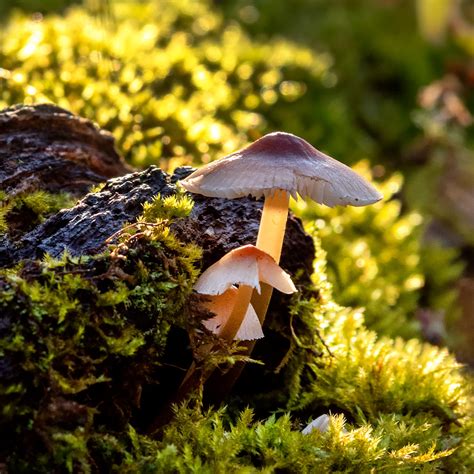 Fungi Chicago Botanic Garden