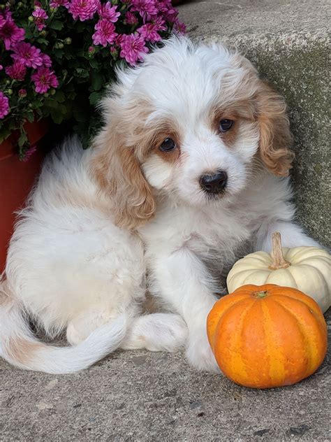 Cavadoodle Puppies For Sale in Guelph, ON | Country Care Doodles