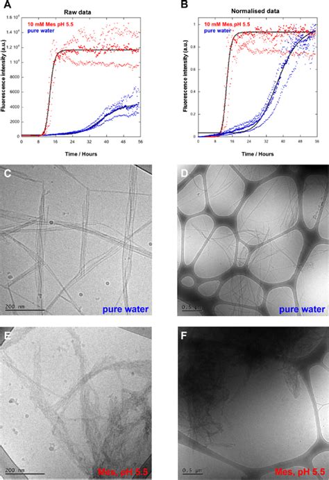 Ultrastructure Of Synuclein Fibrils Formed In Pure Water And Mm