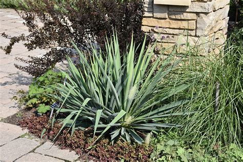 Ivory Tower Adam S Needle Yucca Filamentosa Ivory Tower In Boston