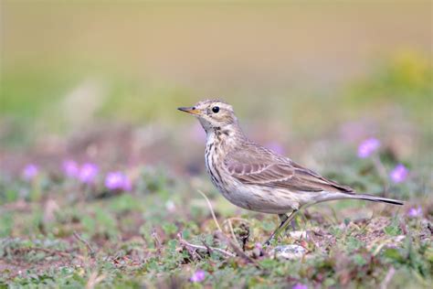 American Pipit: Identification and Overview