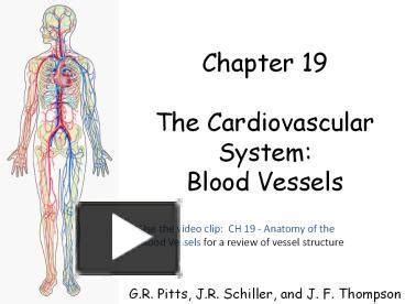 PPT Chapter 19 The Cardiovascular System Blood Vessels G R Pitts J