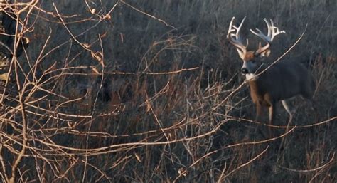 Chris Bee: Kansas Public Land Giant 187″ Buck – Bowhunting.Net