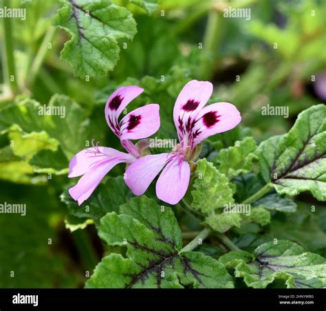 Roble real pelargonium fotografías e imágenes de alta resolución Alamy