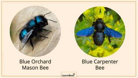 Bees Color 10 Types Of Colored Bees With Pictures