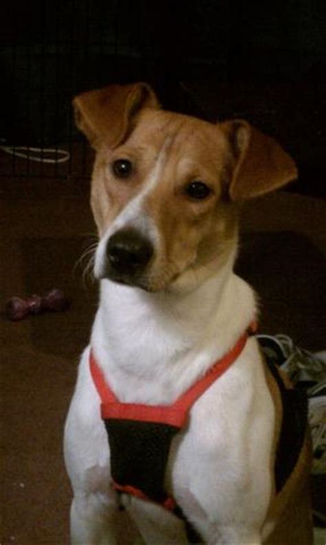 "Taz" my Basenji/Terrier Mix | Basenji Forums - Your Online Basenji Community