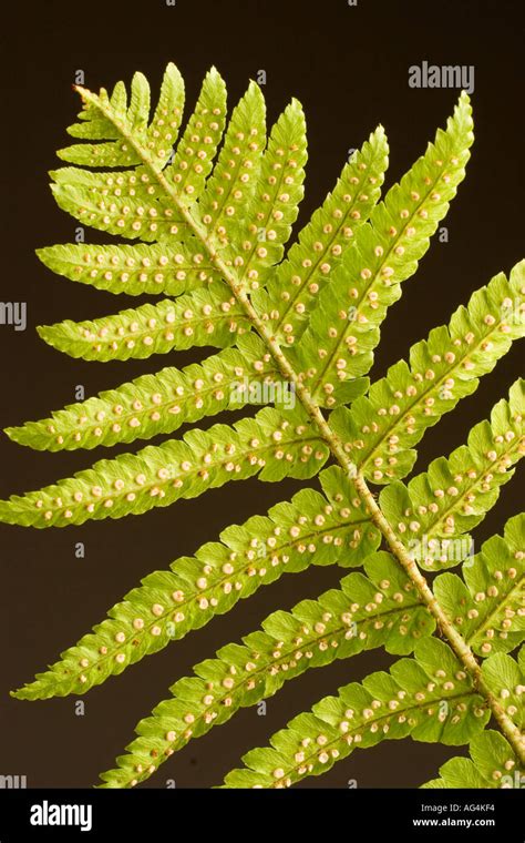 Close Up View Of The Back Or Under Side Of A Fern Frond Showing Spore