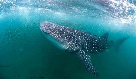 Mafia Island Whale Sharks