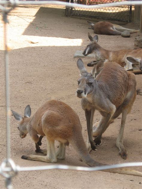 Kangaroos Zoo Atlanta Erin Flickr