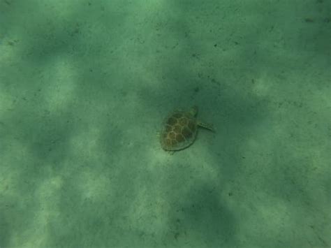 Qué ver en Barbados y qué hacer en este país del Caribe