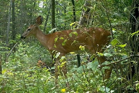 Do Deer Live In The Rainforest Fauna Facts