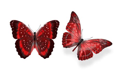 Images De Papillons Rouge T L Chargement Gratuit Sur Freepik