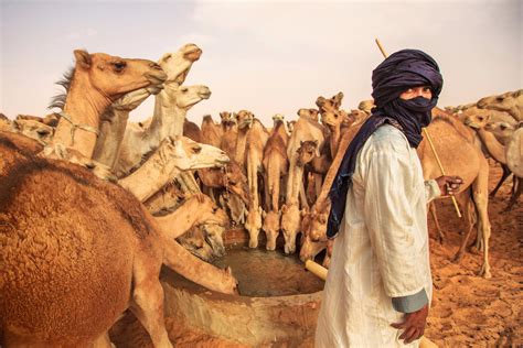 A Hundred Camels By The Well Mitchell Kanashkevich Traditions