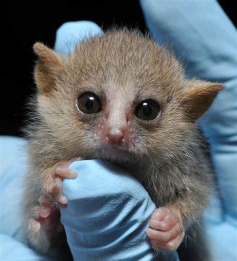 Welcome to Baby Mouse Lemur Season! - ZooBorns