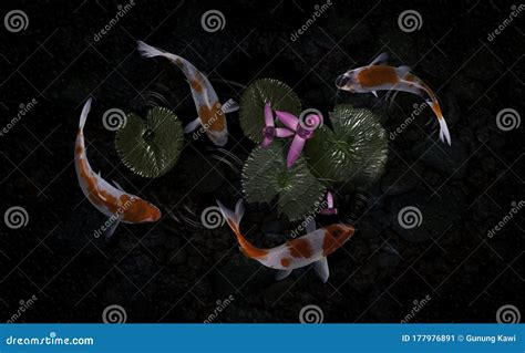 Koi Fish Pond With Lotus Flowers Stock Image Image Of Background