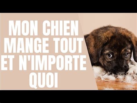 Comment empêcher mon chien de manger de la nourriture pour chat