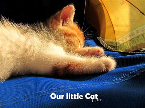 Little Cat's Rescue Story - Love Meow