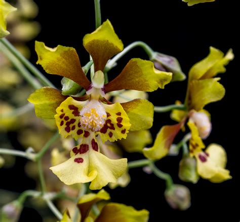 Oncidium Divaricatum Grandiphyllum Divaricatum