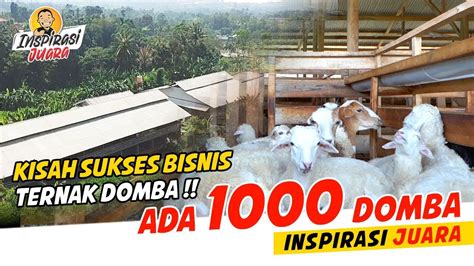 Cara Sukses Bisnis Ternak Domba Untung Berlipat Ganda Inspirasi Juara