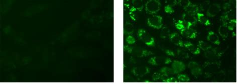 活性氧ros检测试剂盒（绿色荧光） Reactive Oxygen Species Assay Kit （dcfh Da） C1300 1