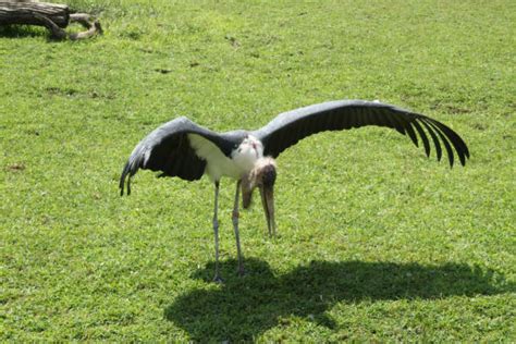 Stork Stretch Stock Photos Pictures And Royalty Free Images Istock