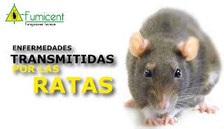 Fumicent Enfermedades Transmitidas Por Las Ratas