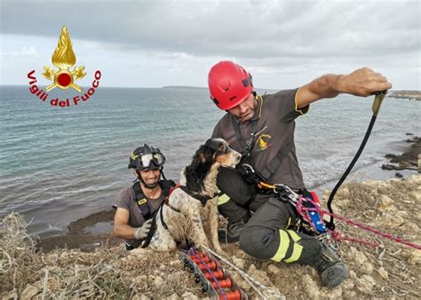 Cane Scivola Da Una Scogliera E Cade In Acqua Salvato Dai Vigili Del