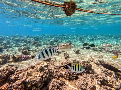 Scissortail Sergeant Abudefduf Sexfasciatus At The Red Sea Coral Reef