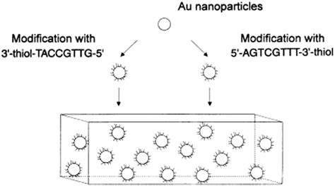 Illustration Of The Salt Aging Method For Dna Aunps Reprinted With