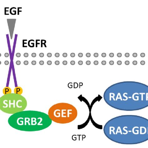 4 Diagram Of The Egfr Kras Pathway Stimulation Of The Epidermal Growth Download Scientific