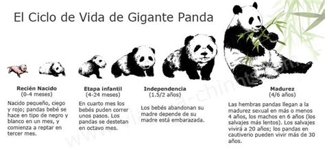 El Ciclo De Vida Del Oso Panda Panda Gigante Ciclo Vital Ciclos De Vida