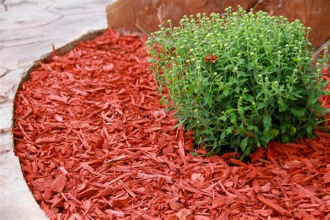 Mulch Red Decorative Bark Stock Image Image Of Plant 50170005