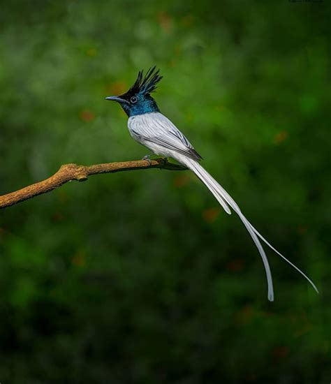 Photographer Captures Fantastical Long Tailed Indian Paradise