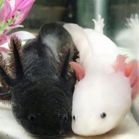 Two Axolotl Friends Hanging Out On We Heart It Cute Reptiles