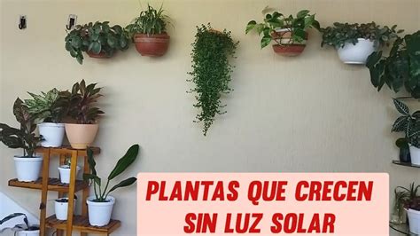 PLANTAS QUE CRECEN SIN LUZ SOLAR Vlogdegednyalegria YouTube