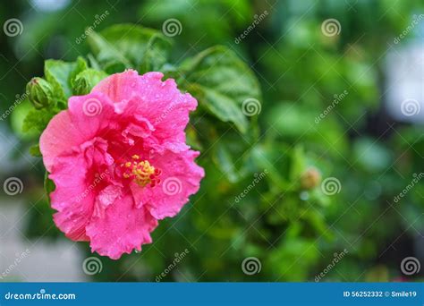 Flor Rosada Del Hibisco Foto De Archivo Imagen De Travieso