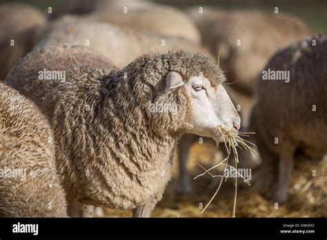 Sheep eating hay Stock Photo - Alamy