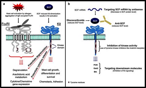 A FcRI And Or Kit Mediated Mast Cell Responses Aggregation Of FcRI