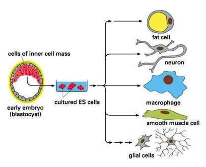 What is Cell differentiation ? ~ Biology Exams 4 U