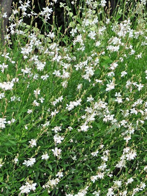 Gaura Lindheimeri Geyser White Gaura Jardin Du Pic Vert