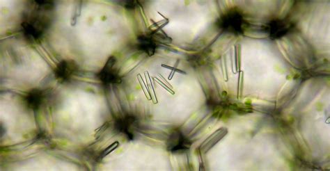 Trichomes Et Poils Urticants Chez Les Plantes Dossier