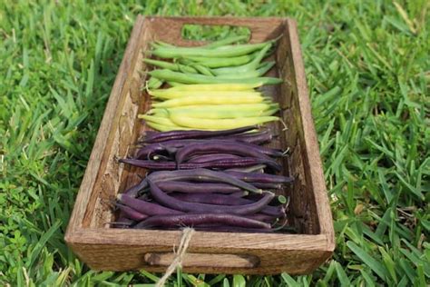 5 Ways To Preserve Your Garden Harvest My Little Green Garden