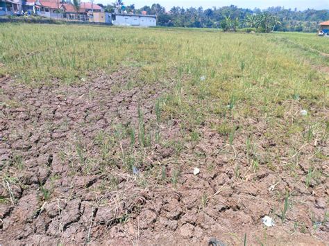 Petani Di Bogor Barat Meradang 75 Hektar Sawah Gagal Panen Akibat