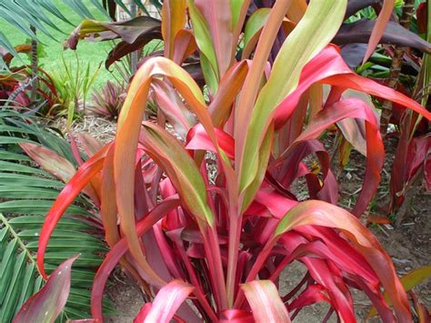 Adding Tropical Colors Hawaiian Ti Plant Cordyline Fruticosa