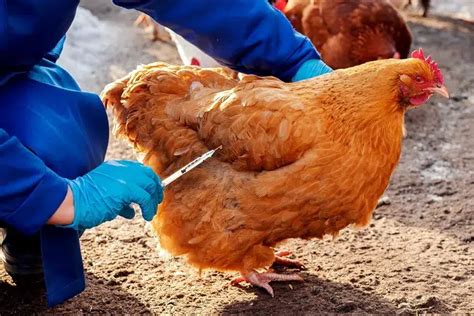 Comment Prot Ger Les Poules De La Grippe Aviaire