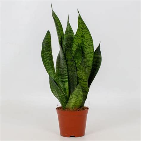 Sansevieria zeylanica — Plant Wholesale FlorAccess