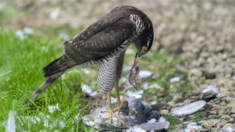 Eurasian Sparrowhawk | BirdForum