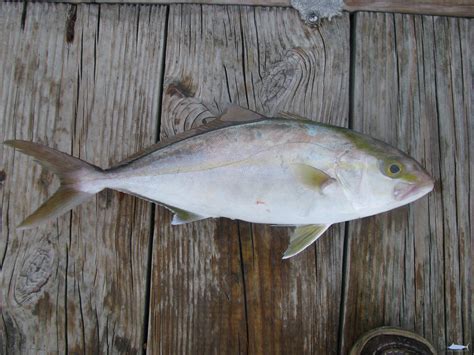 Amberjack Worms NCFishes