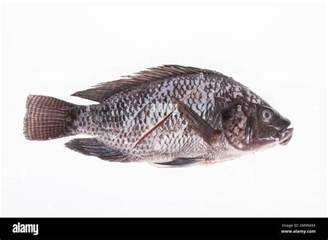 Pesce Tilapia Nero Immagini E Fotografie Stock Ad Alta Risoluzione Alamy